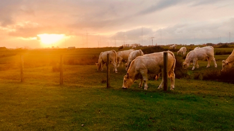 Grazende koeien in de Westduinen bij zonsondergang in Ouddorp.