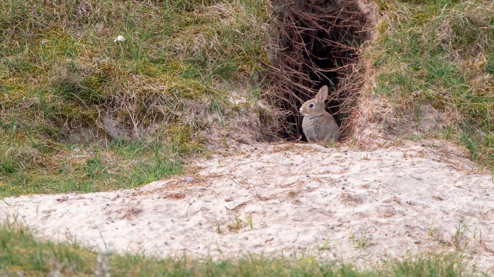 Wild konijn bij een duinhol in de Westduinen bij Ouddorp.