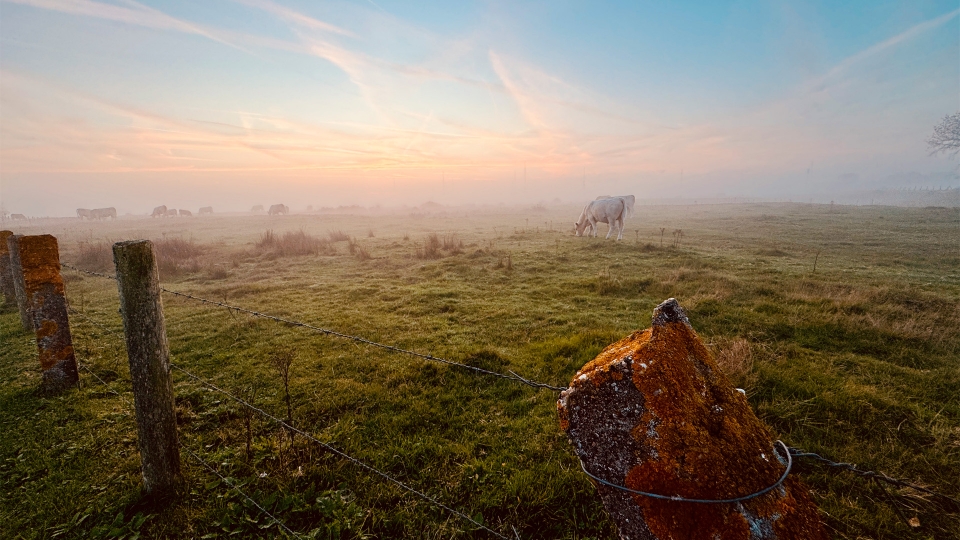 Koeien in de mist in de Westduinen bij camping Kotestee in Ouddorp.
