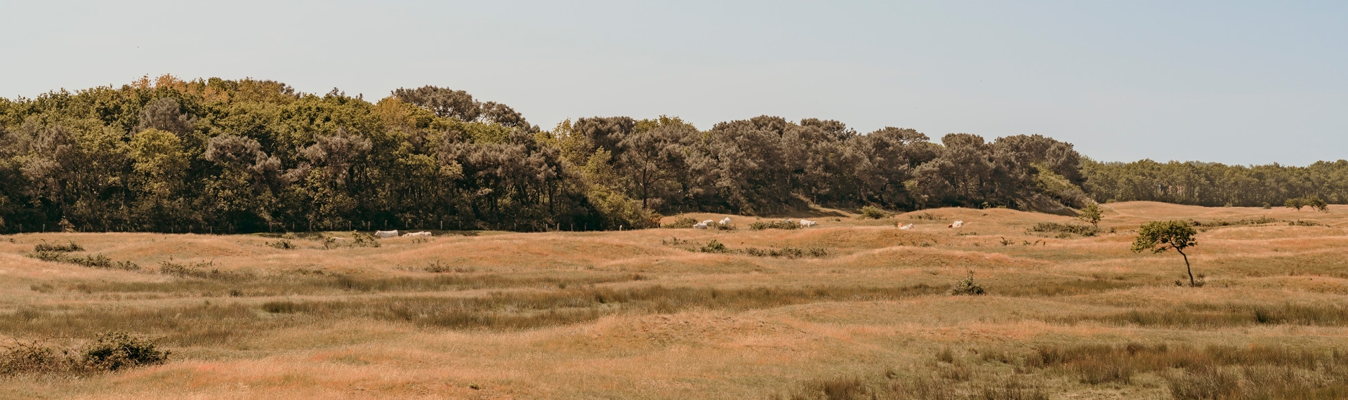 Grazende koeien in de Westduinen bij Ouddorp.