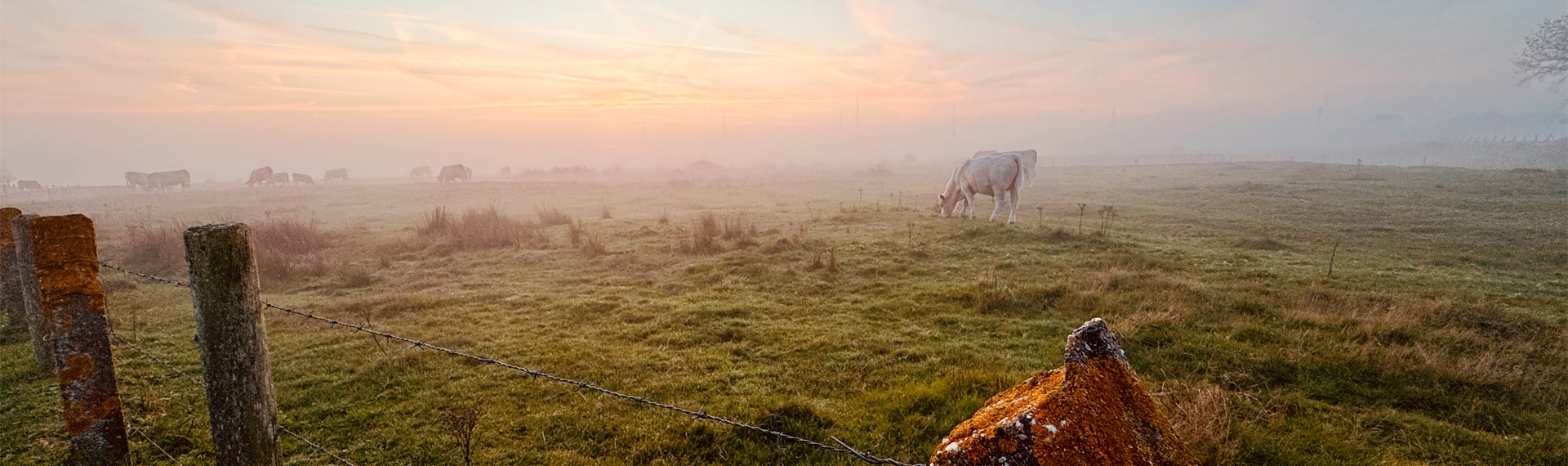Koeien in de mist in de Westduinen bij camping Kotestee in Ouddorp.