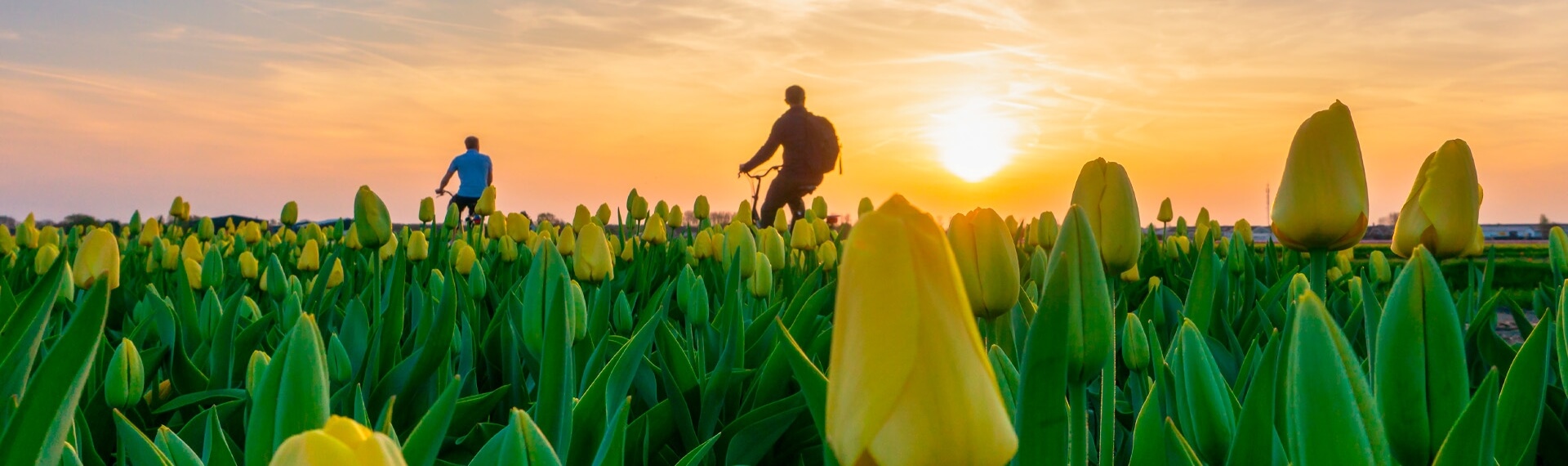 Fietsers bij zonsondergang tussen de tulpenvelden op Goeree-Overflakkee.