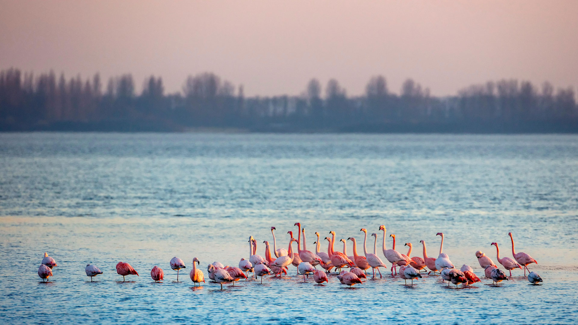 Flamingo’s in het Grevelingenmeer bij Battenoord