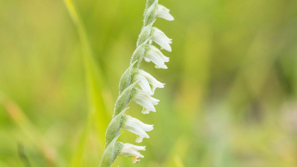 Herfstschroeforchis in bloei in de Westduinen bij Ouddorp