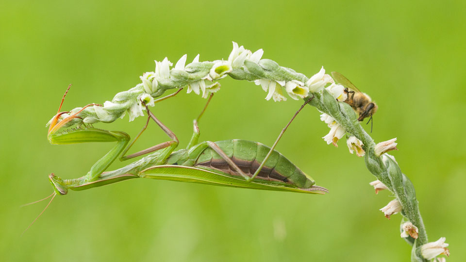 Herfstschroeforchis in de Westduinen