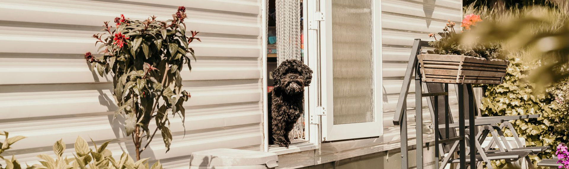 Hond bij chalet op huisdiervriendelijke camping in Ouddorp