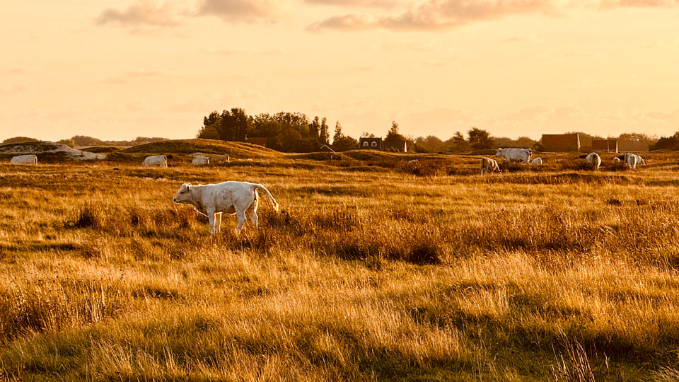 Koeien in de Westduinen naast camping Kotestee in Ouddorp