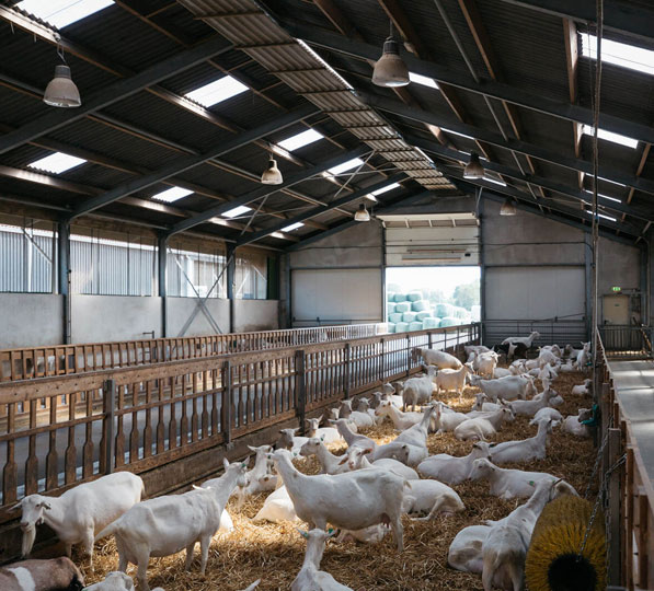 Geitenboerderij De Mekkerstee in Ouddorp