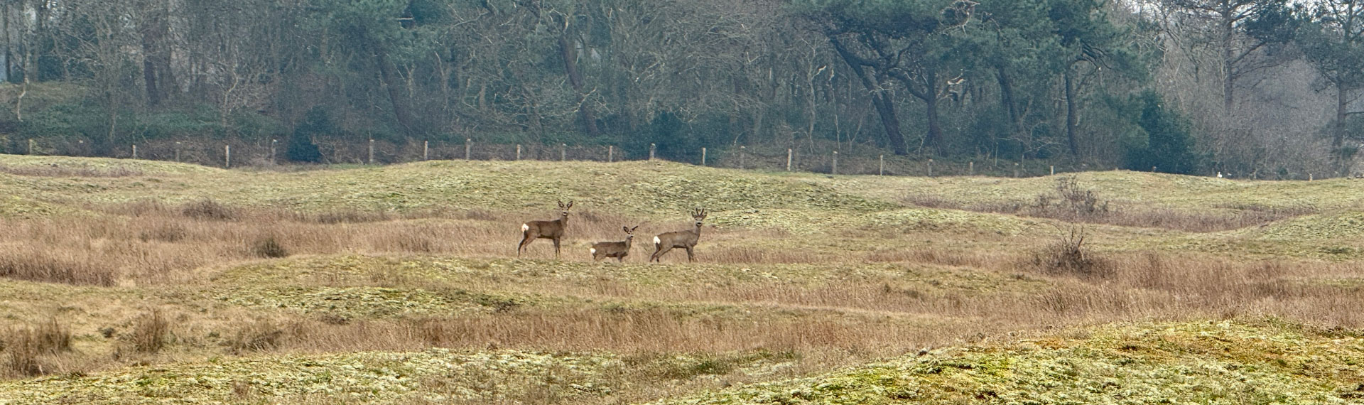 Reeën in het natuurgebied bij Camping Kotestee