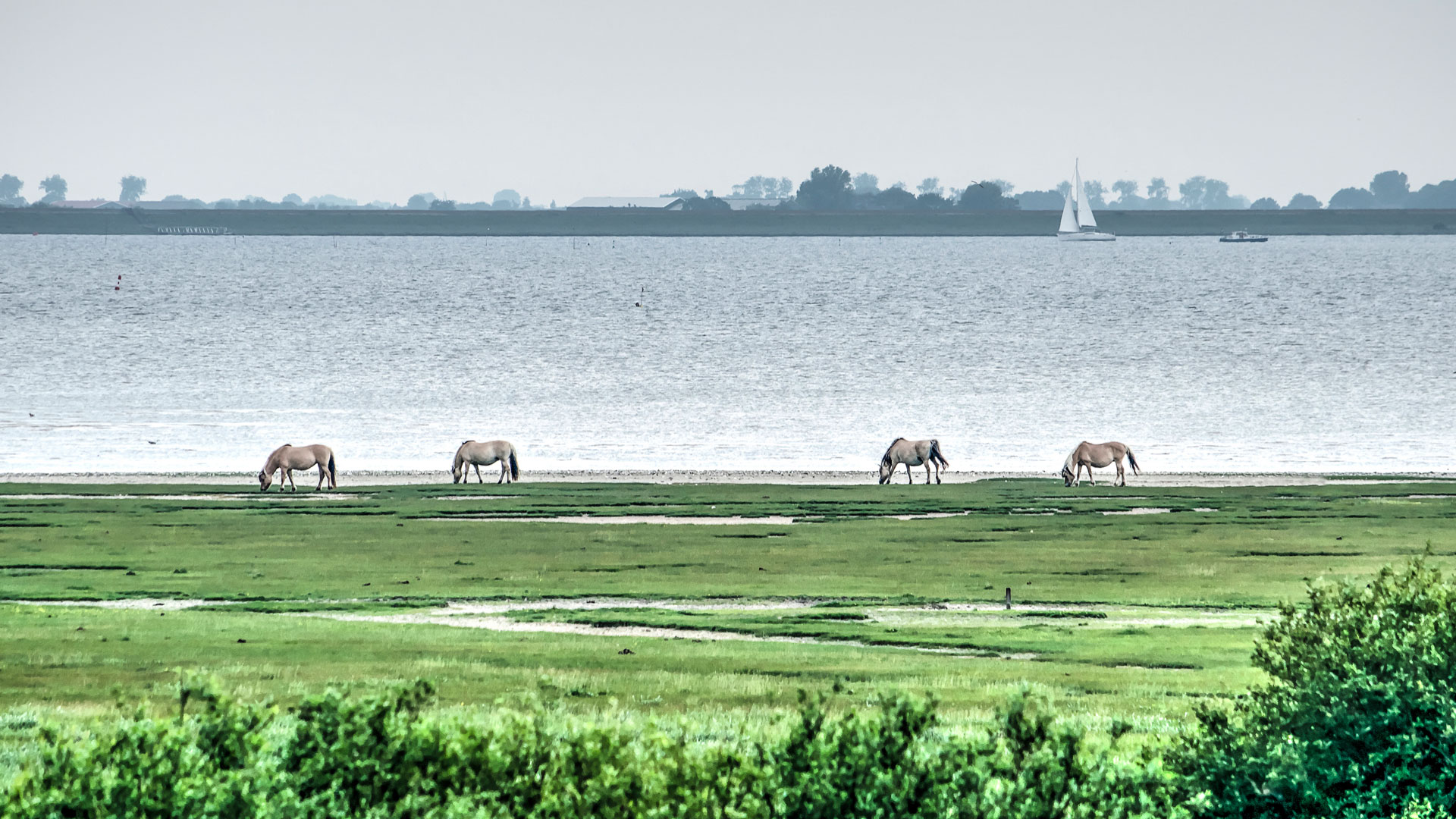 Paarden in natuurgebied Slikken van Flakkee
