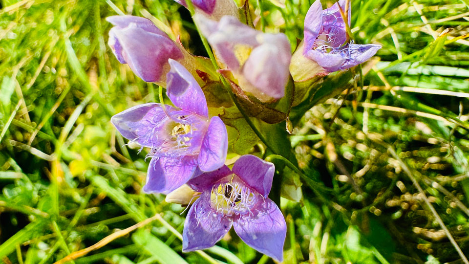 Veldgentiaan in bloei in de Westduinen bij Ouddorp