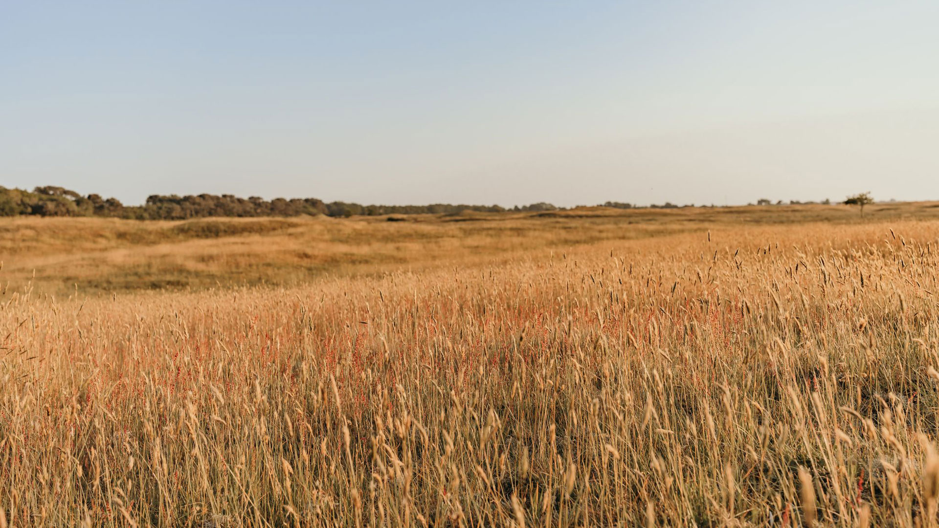 Duinvallei in de Westduinen naast camping Kotestee in Ouddorp
