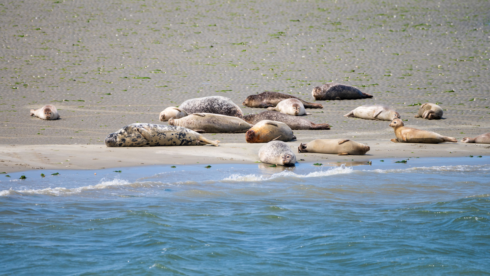 Zeehonden op zandbank bij Ouddorp